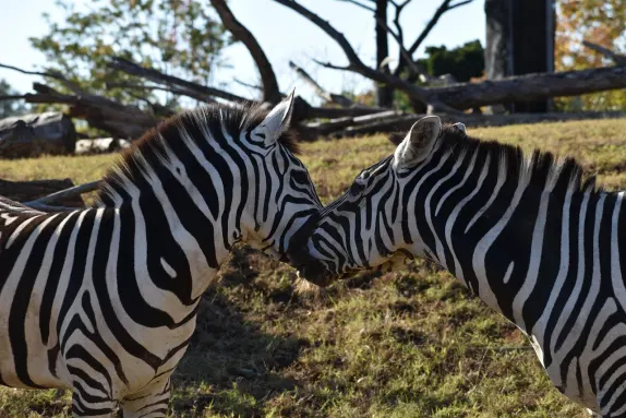 Casino Rockn Rolla Soporte